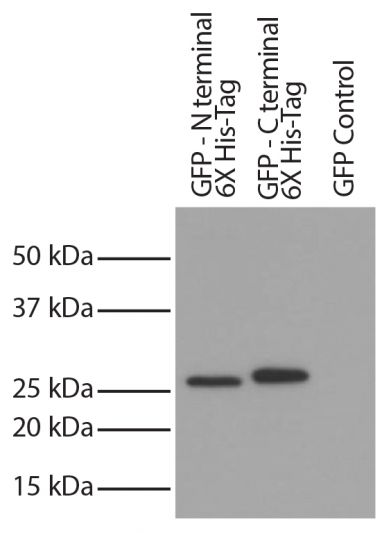 CHO-K1 cell lysates transfected with GFP - 6X His-tag were resolved by electrophoresis, transferred to PVDF membrane, and probed with Mouse Anti-His-Tag-UNLB (SB Cat. No. 4603-01L) followed by Goat Anti-Mouse IgG(H+L), Human ads-HRP (SB Cat. No. 1031-05) secondary antibody and chemiluminescent detection.