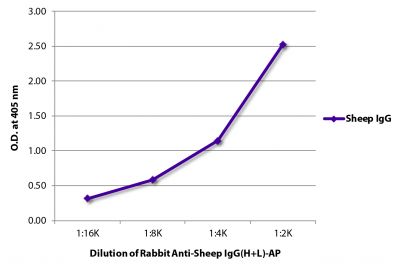 ELISA plate was coated with purified sheep IgG.  Immunoglobulin was detected with Rabbit Anti-Sheep IgG(H+L)-AP (SB Cat. No. 6150-04).