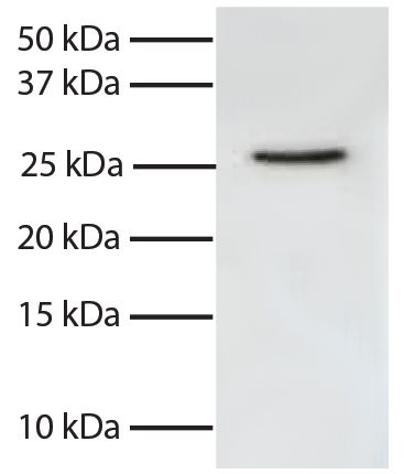 Total cell lysates from Jurkat cells were resolved by electrophoresis, transferred to PVDF membrane, and probed with Mouse Anti-Human FADD-UNLB (SB Cat. No. 10941-01).  Proteins were visualized using Goat Anti-Mouse IgG, Human ads-HRP (SB Cat. No. 1030-05) secondary antibody and chemiluminescent detection.