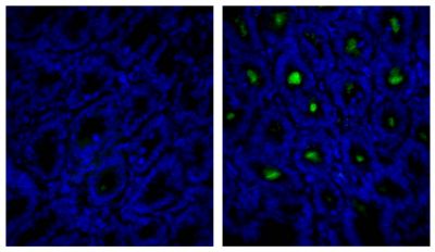 Frozen mouse intestine section was stained with Rat IgG<sub>1</sub>-UNLB isotype control (SB Cat. No. 0116-01; left) and Rat Anti-Mouse IgA-UNLB (SB Cat. No. 1165-01; right) followed by Mouse Anti-Rat IgG<sub>1</sub>-FITC (SB Cat. No. 3060-02) and DAPI.