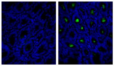 Frozen mouse intestine section was stained with Rat IgG<sub>1</sub>-UNLB isotype control (SB Cat. No. 0116-01; left) and Rat Anti-Mouse IgA-UNLB (SB Cat. No. 1165-01; right) followed by Mouse Anti-Rat IgG<sub>1</sub>-FITC (SB Cat. No. 3060-02) and DAPI.