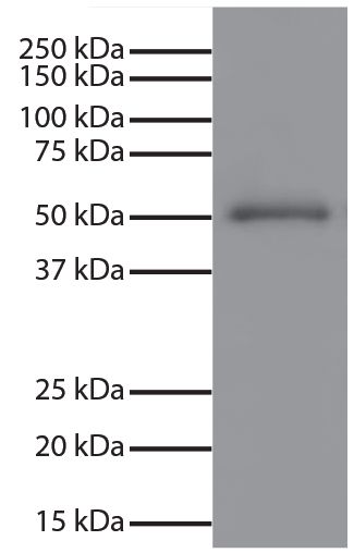 Human IgG-UNLB (SB Cat. No. 0150-01) was resolved by electrophoresis, transferred to PVDF membrane, and visualized using Mouse Anti-Human IgG Fc-UNLB (SB Cat. No. 9040-01) followed by Goat Anti-Mouse IgG, Human ads-HRP (SB Cat. No. 1030-05) secondary antibody and chemiluminescent detection.