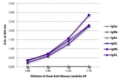 ELISA plate was coated with purified mouse IgGκ, IgMκ, IgAκ, IgGλ, IgMλ, and IgAλ.  Immunoglobulins were detected with serially diluted Goat Anti-Mouse Lambda-AP (SB Cat. No. 1060-04).