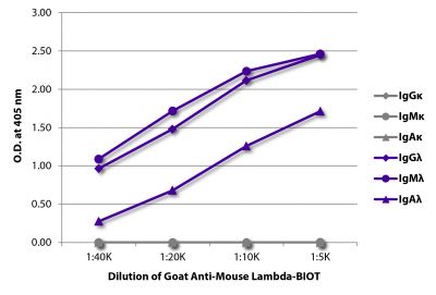 ELISA plate was coated with purified mouse IgGκ, IgMκ, IgAκ, IgGλ, IgMλ, and IgAλ.  Immunoglobulins were detected with serially diluted Goat Anti-Mouse Lambda-BIOT (SB Cat. No. 1060-08) followed by Streptavidin-HRP (SB Cat. No. 7100-05).