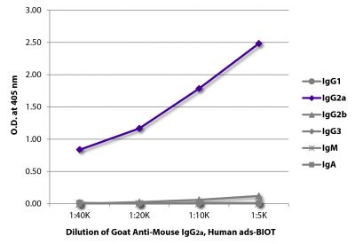 ELISA plate was coated with purified mouse IgG<sub>1</sub>, IgG<sub>2a</sub>, IgG<sub>2b</sub>, IgG<sub>3</sub>, IgM, and IgA.  Immunoglobulins were detected with serially diluted Goat Anti-Mouse IgG<sub>2a</sub>, Human ads-BIOT (SB Cat. No. 1080-08) followed by Streptavidin-HRP (SB Cat. No. 7100-05).