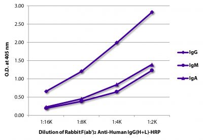 ELISA plate was coated with purified human IgG, IgM, and IgA.  Immunoglobulins were detected with Rabbit F(ab')<sub>2</sub> Anti-Human IgG(H+L)-HRP (SB Cat. No. 6000-05).