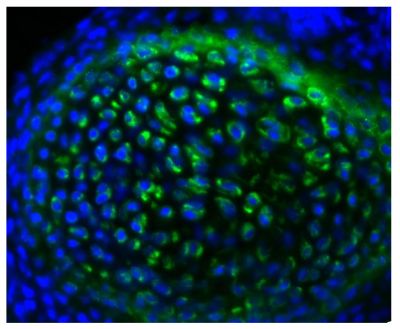 Frozen newborn mouse rib section was stained with Goat Anti-Type II Collagen-UNLB (SB Cat. No. 1320-01) followed by Rabbit Anti-Goat IgG(H+L), Human SP ads-FITC (SB Cat. No. 6164-02) and DAPI.