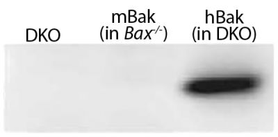 Lysates from mouse embryonic fibroblasts expressing no Bak (Bax-/-Bak-/- (DKO)), mouse Bak (Bax-/-), or WT human Bak (in DKO) were resolved by electrophoresis, transferred to nitrocellulose membrane, and probed with anti-Bak followed by Goat Anti-Rabbit Ig, Human ads-HRP (SB Cat. No. 4010-05) and chemiluminescent detection.<br/>Image from Alsop AE, Fennell SC, Bartolo RC, Tan IK, Dewson G, Kluck RM. Dissociation of Bak α1 helix from the core and latch domains is required for apoptosis. Nat Commun. 2015;6:6841. Figure 1(a)