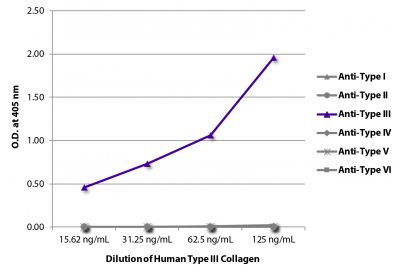 ELISA plate was coated with serially diluted Human Type III Collagen (SB Cat. No. 1230-01S).  Purified collagen was detected with Goat Anti-Type I Collagen-BIOT (SB Cat. No. 1310-08), Goat Anti-Type II Collagen-BIOT (SB Cat. No. 1320-08), Goat Anti-Type III Collagen-BIOT (SB Cat. No. 1330-08), Goat Anti-Type IV Collagen-BIOT (SB Cat. No. 1340-08), Goat Anti-Type V Collagen-BIOT (SB Cat. No. 1350-08), and Goat Anti-Type VI Collagen-BIOT (SB Cat. No. 1360-08) followed by Streptavidin-HRP (SB Cat. No. 7100-05).