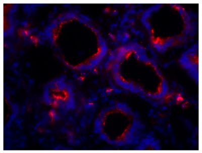 Frozen chicken intestine tissue section was stained with Mouse Anti-Chicken IgA-BIOT (SB Cat. No. 8330-08) followed by Streptavidin-CY3 (SB Cat. No. 7100-12) and DAPI.