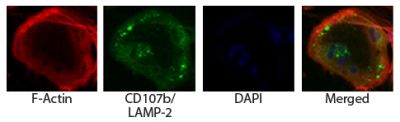 Osteoclasts from ashen mice were stained with AF594 conjugated phalloidin and Rat Anti-Mouse CD107b-UNLB (SB Cat. No. 1921-01) followed by a secondary antibody and DAPI.<br/>Images from Shimada-Sugawara M, Sakai E, Okamoto K, Fukuda M, Izumi T, Yoshida N, et al. Rab27A regulates transport of cell surface receptors modulating multinucleation and lysosome-related organelles in osteoclasts. Sci Rep. 2015;5:9620. Figure 6(a)<br/>Reproduced under the Creative Commons license https://creativecommons.org/licenses/by/4.0/