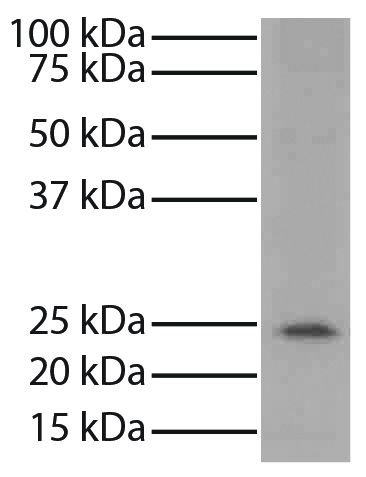 Mouse thymus tissue lysate was resolved by electrophoresis, transferred to PVDF membrane, and probed with Mouse Anti-Bcl-2-UNLB (SB Cat. No. 10065-01) followed by Goat Anti-Mouse IgG<sub>1</sub>, Human ads-HRP (SB Cat. No. 1070-05) and chemiluminescent detection.
