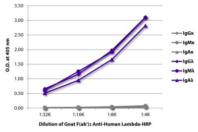 ELISA plate was coated with purified human IgGκ, IgMκ, IgAκ, IgGλ, IgMλ, and IgAλ.  Immunoglobulins were detected with serially diluted Goat F(ab')<sub>2</sub> Anti-Human Lambda-HRP (SB Cat. No. 2072-05).