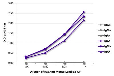 ELISA plate was coated with purified mouse IgGκ, IgMκ, IgAκ, IgGλ, IgMλ, and IgAλ.  Immunoglobulins were detected with serially diluted Rat Anti-Mouse Lambda-AP (SB Cat. No. 1175-04).