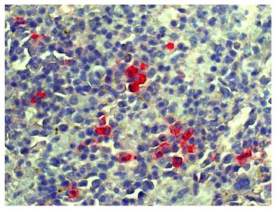 Paraffin embedded mouse spleen section was stained with Goat Anti-Mouse Lambda-UNLB (SB Cat. No. 1060-01) followed by Donkey Anti-Goat IgG(H+L), Mouse/Rat SP ads-AP (SB Cat. No. 6420-04), Red AP, and hematoxylin.