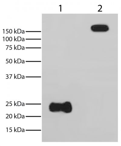 Reduced (Lane 1) and non-reduced rabbit IgG (Lane 2) was resolved by electrophoresis, transferred to PVDF membrane, and probed with Mouse Anti-Rabbit Light Chain-HRP (SB Cat. No. 4060-05).  Light chains were visualized using chemiluminescent detection.