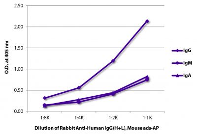 ELISA plate was coated with purified human IgG, IgM, and IgA.  Immunoglobulins were detected with Rabbit Anti-Human IgG(H+L), Mouse ads-AP (SB Cat. No. 6145-04).
