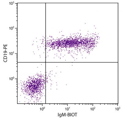 C57BL/6 mouse splenocytes were stained with Goat Anti-Mouse IgM-BIOT (SB Cat. No. 1021-08) and Rat Anti-Mouse CD19-PE (SB Cat. No. 1575-09) followed by Streptavidin-FITC (SB Cat. No. 7100-02).