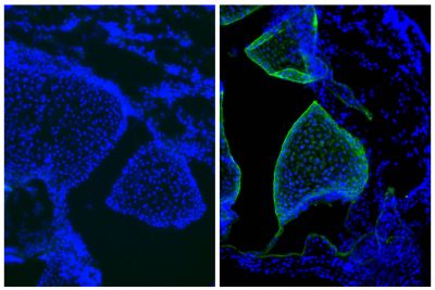 Frozen newborn mouse cartilage section was stained with Mouse IgG<sub>1</sub>-UNLB isotype control (SB Cat. No. 0102-01; left) and Mouse Anti-Type II Collagen-UNLB (right) followed by Goat Anti-Mouse IgG<sub>1</sub>, Human ads-FITC (SB Cat. No. 1070-02) and DAPI.