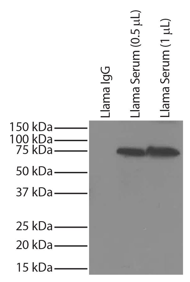 Llama IgG and llama serum was resolved by electrophoresis, transferred to PVDF membrane, and probed with Mouse Anti-Llama IgM-UNLB (SB Cat. No. 5820-01S) followed by Goat Anti-Mouse IgG<sub>2b</sub>, Human ads-HRP (SB Cat. No. 1090-05) and chemiluminescent detection.