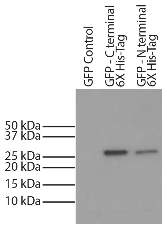 6X His-tag was immunoprecipitated from CHO-K1 cell lysates transfected with GFP - 6X His-tag  with Mouse Anti-His-Tag-UNLB (SB Cat. No. 4603-01).  Lysates were resolved by electrophoresis, transferred to PVDF membrane, probed with Mouse Anti-His-Tag-HRP (SB Cat. No. 4603-05), and visualized using  chemiluminescent detection.