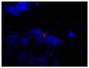 Frozen mouse lymph node section was stained with Goat Anti-Mouse Lambda-TRITC (SB Cat. No. 1060-03) followed by DAPI.