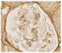 Paraffin embedded rat kidney section was stained with Goat Anti-Type IV Collagen-UNLB (SB Cat. No. 1340-01) followed by a HRP conjugated secondary antibody and DAB.<br/>Image from Kawamorita Y, Shiraishi T, Tamura Y, Kumagai T, Shibata S, Fujigaki Y, et al. Renoprotective effect of topiroxostat via antioxidant activity in puromycin aminonucleoside nephrosis rats. Physiol Rep. 2017;5:e13358. Figure 2(e)<br/>Reproduced under the Creative Commons license https://creativecommons.org/licenses/by/4.0/
