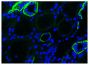 Paraffin embedded human kidney section of AAV patients were stained with anti-CD88 followed by Goat Anti-Mouse IgG(H+L), Human ads-FITC (SB Cat. No. 1031-02) and DAPI.<br/>Image from Yuan J, Gou S, Huang J, Hao J, Chen M, Zhao M. C5a and its receptors in human anti-neutrophil cytoplasmic antibody (ANCA)-associated vasculitis. Arthritis Res Ther. 2012;14:R140. Figure 3(b)<br/>Reproduced under the Creative Commons license https://creativecommons.org/licenses/by/2.0/