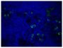 Paraffin embedded mouse lymph node section was stained with Goat F(ab')<sub>2</sub> Anti-Mouse IgM, Human ads-AF488 (SB Cat. No. 1022-30) followed by DAPI.