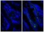 Frozen BALB/c mouse intestine tissue was stained with Rat IgG<sub>2a</sub>-UNLB isotype control (SB Cat. No. 0117-01; left) and Rat Anti-Mouse CD104-UNLB (SB Cat. No. 1855-01; right) followed by Goat Anti-Rat IgG(H+L), Mouse ads-BIOT (SB Cat. No. 3050-08), Streptavidin-FITC (SB Cat. No. 7100-02), and DAPI.