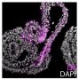 Paraffin embedded L. erinacea embryos were stained with CM-DiI and mounted with DAPI Fluoromount-G<sup>&reg;</sup> (SB Cat. No. 0100-20).<br/>Image from Gillis JA, Tidswell OR. The origin of vertebrate gills. Curr Biol. 2017;27:729-32. Figure 3(f)<br/>Reproduced under the Creative Commons license https://creativecommons.org/licenses/by/4.0/