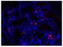 Paraffin embedded mouse small intestine tissue section was blocked with Normal Rabbit Serum (SB Cat. No. 0040-01) and stained with Goat Anti-Mouse IgA-UNLB (SB Cat. No. 1040-01) followed by Rabbit Anti-Goat IgG(H+L), Human SP ads-BIOT (SB Cat. No. 6164-08), Streptavidin-CY3 (SB Cat. No. 7100-12), DAPI, and mounted with Fluoromount-G<sup>&reg;</sup> Anti-Fade (SB Cat. No. 0100-35).