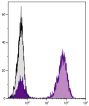 Human peripheral blood lymphocytes were stained with Mouse Anti-Human CD3-UNLB followed by Goat Anti-Mouse Ig, Human ads-PE (SB Cat. No. 1010-09S).
