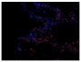 Frozen thermally burned mouse tissue section was stained with Rat Anti-Mouse Ly-6G/Ly-6C-PE (SB Cat. No. 1900-09) and mounted with DAPI containing medium.<br/>Image from Everett J, Turner K, Cai Q, Gordon V, Whiteley M, Rumbaugh K. Arginine is a critical substrate for the pathogenesis of <i>Pseudomonas aeruginosa</i> in burn wound infections. MBio. 2017;8:e02160-16. Figure 1(c)<br/>Reproduced under the Creative Commons license https://creativecommons.org/licenses/by/4.0/