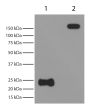 Reduced (Lane 1) and non-reduced rabbit IgG (Lane 2) was resolved by electrophoresis, transferred to PVDF membrane, and probed with Mouse Anti-Rabbit Light Chain-HRP (SB Cat. No. 4060-05).  Light chains were visualized using chemiluminescent detection.