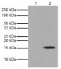 Lane 1 - Untreated Jurkat whole cell lysate
Lane 2 - TSA-treated Jurkat whole cell lysate (400 nM, 12 hr)
Cell lysates were resolved by electrophoresis, transferred to PVDF membrane, probed with Mouse Anti-Acetyl-Histone H3 (Lys4)-UNLB (SB Cat. No. 13600-01), and visualized using Goat Anti-Mouse IgG<sub>2b</sub>, Human SP ads-HRP (SB Cat. No. 1090-05) secondary antibody and chemiluminescent detection.
