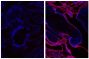 Frozen newborn mouse cartilage section was stained with Goat Anti-Type V Collagen-UNLB (SB Cat. No. 1350-01; right) followed by Donkey Anti-Goat IgG(H+L), Mouse/Rat SP ads-AF555 (SB Cat. No. 6420-32) and DAPI.