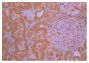 Paraffin embedded rat kidney section post 30% blood volume loss and treatment with ketoprofen was stained with anti-IL-1 followed by Rabbit Anti-Goat IgG(H+L)-BIOT (SB Cat. No. 6160-08), HRP conjugated streptavidin, DAB, and hematoxylin.<br>Image from Guedes FS Jr, Cruz DS, Rodrigues MM, Silva LM, Amorim RL, Vianna PT, et al. Renal histology and immunohistochemistry after acute hemorrhage in rats under sevoflurane and ketoprofen effect. Acta Cir Bras. 2012;27:37-42. Figure 3
