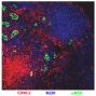 Frozen C57BL/6 mouse lymph node section was stained with Rat Anti-Mouse CD90.2-PE (SB Cat. No. 1750-09), anti-B220, and anti-pNAD.<br/>Image from Cooley LF, Martin RK, Zellner HB, Irani A, Uram-Tuculescu C, El Shikh ME, et al. Increased B cell ADAM10 in allergic patients and Th2 prone mice. PLoS One. 2015;10(5):e0124331. Figure 4(a)<br/>Reproduced under the Creative Commons license https://creativecommons.org/licenses/by/4.0/