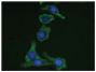 Human pancreatic carcinoma cell line MIA PaCa-2 was stained with Mouse Anti-Cytokeratin 19-FITC (SB Cat. No. 10090-02) followed by DAPI.