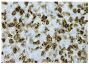 Paraffin embedded NB-9464 induced mouse tumor tissue was stained with anti-KI-67 followed by Goat Anti-Rabbit IgG(H+L), Mouse/Human ads-HRP (SB Cat. No. 4050-05), DAB, and hematoxylin.<br/>Image from Sun M, Ha N, Pham D, Frederick M, Sharma B, Naruse C, et al. <i>Cbx3</i>/HP1γ deficiency confers enhanced tumor-killing capacity on CD8<sup>+</sup> T cells. Sci Rep. 2017;7:42888. Figure 2(f)<br/>Reproduced under the Creative Commons license https://creativecommons.org/licenses/by/4.0/