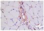Paraffin embedded mouse adductor muscle day 3 post femoral artery ligation was stained with anti-Mac-3 followed by Goat Anti-Rat IgG(H+L), Mouse ads-BIOT (SB Cat. No. 3050-08), Streptavidin-HRP (SB Cat. No. 7100-05), hematoxylin, and AEC.<br/>Image from van den Borne P, Rygiel TP, Hoogendoorn A, Westerlaken GH, Boon L, Quax PH, et al. The CD200-CD200 receptor inhibitory axis controls arteriogenesis and local T lymphocyte influx. PLoS One. 2014;9(6):e98820. Figure 2(f)<br/>Reproduced under the Creative Commons license https://creativecommons.org/licenses/by/4.0/