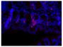 Paraffin embedded mouse small intestine tissue section was blocked with Normal Rabbit Serum (SB Cat. No. 0040-01) and stained with Rat Anti-Mouse IgA-UNLB (SB Cat. No. 1165-01) followed by Rabbit Anti-Rat IgG(H+L), Human ads-BIOT (SB Cat. No. 6185-08), Streptavidin-CY3.5 (SB Cat. No. 7100-24), DAPI, and mounted with Fluoromount-G<sup>&reg;</sup> Anti-Fade (SB Cat. No. 0100-35).