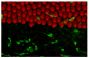Normal chick cochlea was stained with phalloidin conjugated to AF546 and Mouse Anti-Chicken Monocyte/Macrophage-UNLB (SB Cat. No. 8420-01) followed by an AF488 secondary antibody.<br/>Image from Warchol ME, Schwendener RA, Hirose K. Depletion of resident macrophages does not alter sensory regeneration in the avian cochlea. PLoS One. 2012;7(12):e51574. Figure 1(b)<br/>Reproduced under the Creative Commons Attribution License