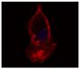 Hooded seal bronchoalveolar lavage cells were stained with Mouse Anti-Human CD14-UNLB (SB Cat. No. 9561-01) followed by a secondary antibody and DRAQ5.<br/>Image from Larsen AK, Nymo IH, Boysen P, Tryland M, Godfroid J. Entry and elimination of marine mammal Brucella spp. by hooded seal (<i>Cystophora cristata</i>) alveolar macrophages <i>in vitro</i>. PLoS One. 2013;8(7):e70186. Figure 3<br/>Reproduced under the Creative Commons Attribution License