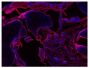 Frozen newborn mouse cartilage section was stained with Goat Anti-Type V Collagen-UNLB (SB Cat. No. 1350-01) followed by Donkey Anti-Goat IgG(H+L), Multi-Species SP ads-AF555 (SB Cat. No. 6425-32) and DAPI.