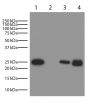 Lane 1 - Mouse IgG<sub>1</sub>κ<br/>Lane 2 - Mouse IgG<sub>2a</sub>λ<br/>Lane 3 - Mouse IgG<sub>2b</sub>κ<br/>Lane 4 - Mouse IgG<br/>Mouse immunoglobulins above were resolved by electrophoresis under reducing conditions, transferred to PVDF membrane, and probed with Goat Anti-Mouse Kappa-HRP (SB Cat. No. 1050-05; 1:4K).  Proteins were visualized using chemiluminescent detection. 