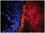Frozen human skin tissue section was stained with Mouse Anti-Type I Collagen-UNLB (SB Cat. No. 1441-01) and Mouse Anti-Human Type IV Collagen-UNLB (SB Cat. No. 1460-01) followed by Goat Anti-Mouse IgG<sub>2b</sub>, Human ads-BIOT (SB Cat. No. 1090-08), Go