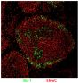Frozen IBD infected bursa tissue section was stained with Mouse Anti-Chicken Bu-1-UNLB (SB Cat. No. 8395-01) and anti-5hmC followed by secondary antibodies.<br/>Image from Ciccone NA, Mwangi W, Ruzov A, Smith LP, Butter C, Nair V. A B-cell targeting virus disrupts potentially protective genomic methylation patterns in lymphoid tissue by increasing global 5-hydroxmethylcytosine levels. Vet Res. 2014;45:108. Figure 4<br/>Reproduced under the Creative Commons license https://creativecommons.org/licenses/by/4.0/