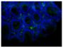 Paraffin embedded mouse small intestine tissue section was blocked with Normal Rabbit Serum (SB Cat. No. 0040-01) and stained with Rat Anti-Mouse IgA-UNLB (SB Cat. No. 1165-01) followed by Rabbit Anti-Rat IgG(H+L), Human ads-BIOT (SB Cat. No. 6185-08), Streptavidin-FITC (SB Cat. No. 7100-02), DAPI, and mounted with Fluoromount-G<sup>&reg;</sup> Anti-Fade (SB Cat. No. 0100-35).